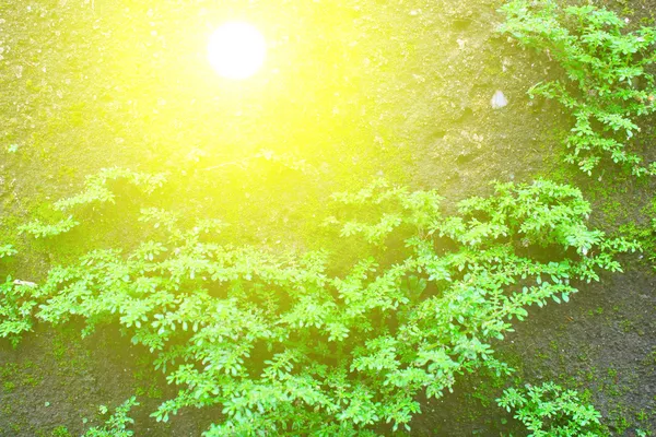 Shrubs fern Background — Stock Photo, Image