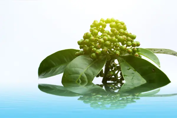 Fresh green fruit isolated on a white background — Stock Photo, Image