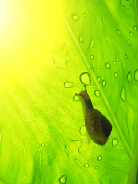 Kleine bruine slak op een groen blad — Stockfoto