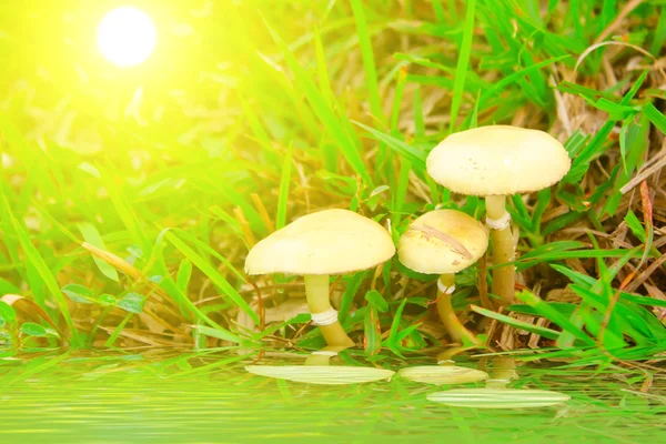 Toadstool mushroom in nature — Stock Photo, Image