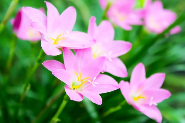 Mooie roze bloemen in de tuin — Stockfoto