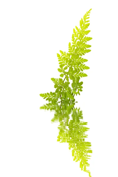 Groen blad geïsoleerd op een witte achtergrond — Stockfoto