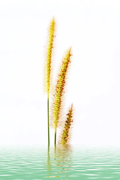 Erba isolata su sfondo bianco — Foto Stock