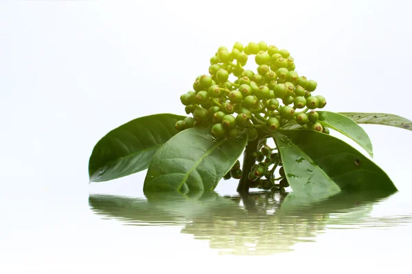 Fruits verts frais isolés sur fond blanc — Photo