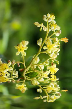 arka plan bahar çiçekleri