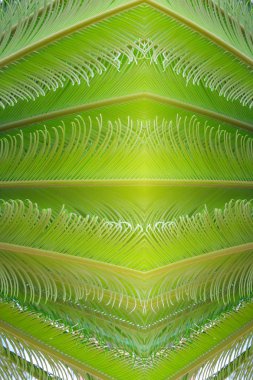 Yeni kırmızı yaprakları ile tropikal fern bitki