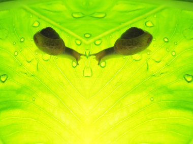 küçük kahverengi salyangoz üzerindeki yeşil yaprak