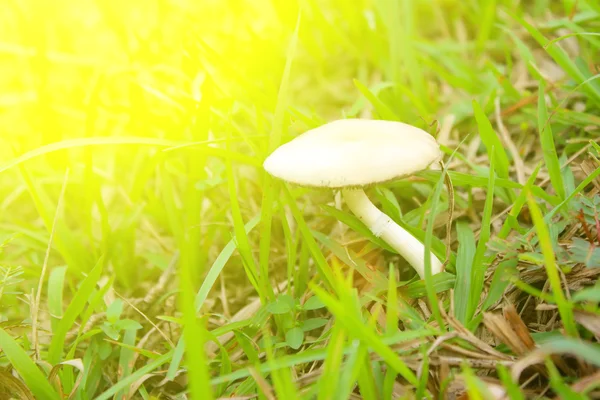 Pilz in der Natur — Stockfoto