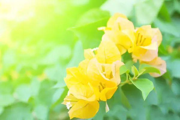 Gros plan doux des fleurs jaunes — Photo