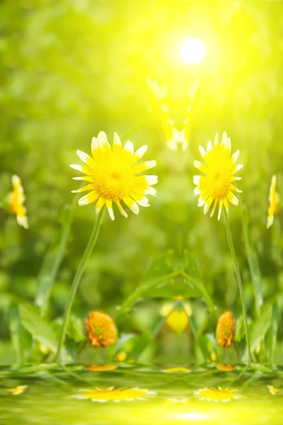 Bellissimo fiore giallo in campo — Foto Stock