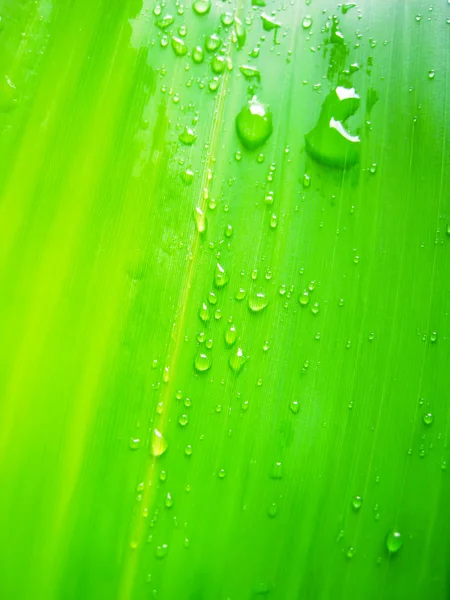 Gotas de rocío en la licencia de bambú — Foto de Stock