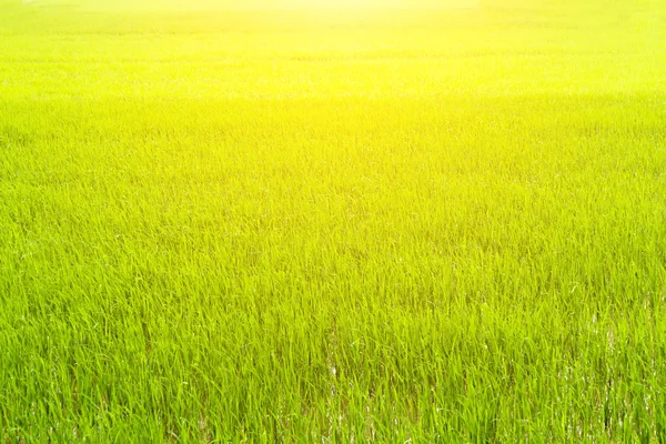稻田里的稻谷 — 图库照片