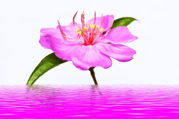 Rosa Blume — Stockfoto