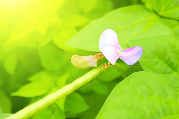 Cultivation of Fava beans in the field — Stock Photo, Image