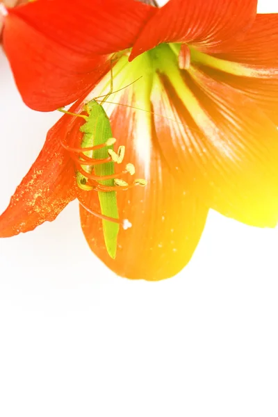 Macro photo d'une sauterelle à l'intérieur d'un lis rouge — Photo