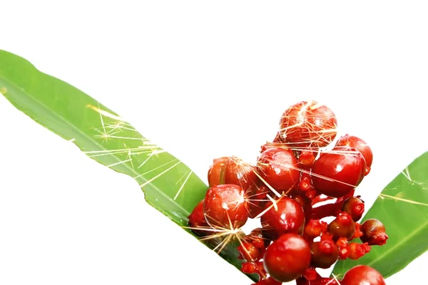 Frutos silvestres vermelhos isolados em branco — Fotografia de Stock