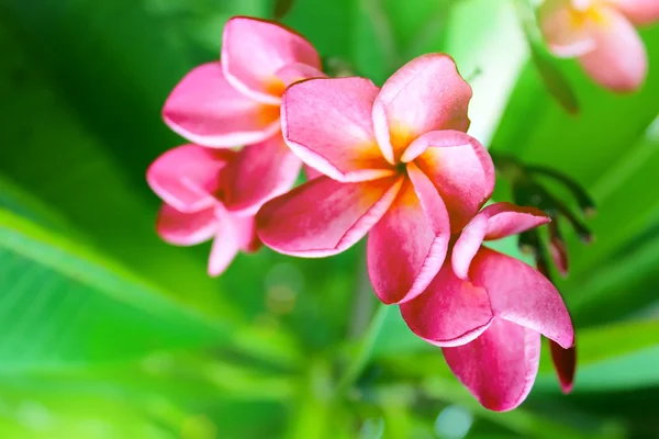 緑の背景にピンクの花 — ストック写真