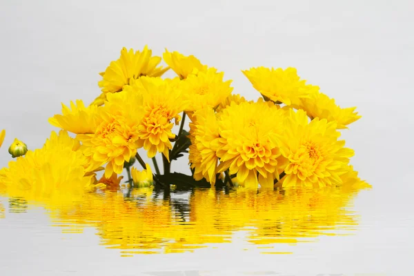 Жовта квітка ізольована на білому тлі — стокове фото