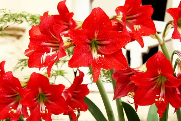 Schöne rote Lilie — Stockfoto