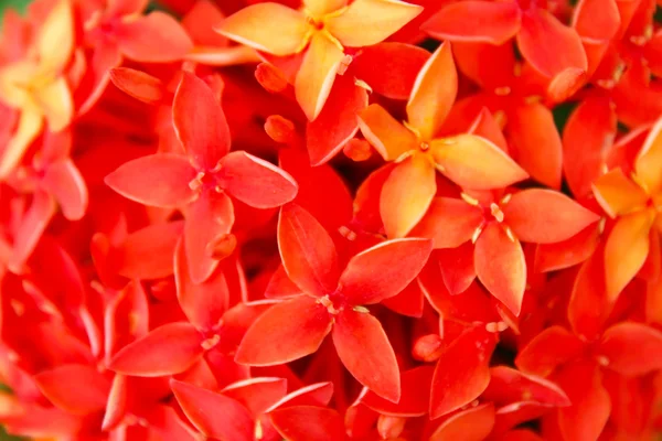 Fiore rosso fioritura — Foto Stock