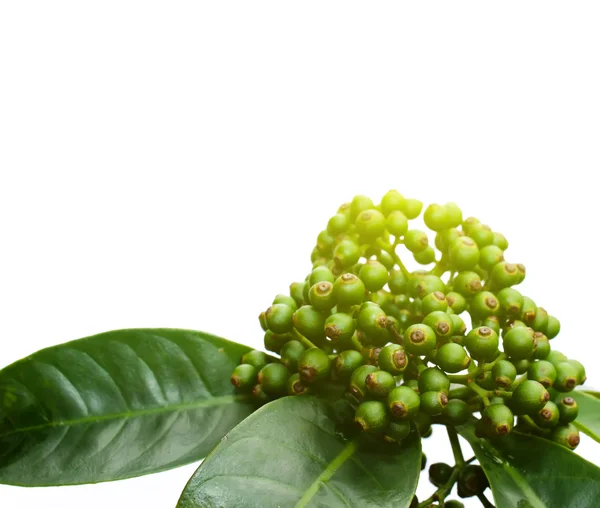 Fruits verts frais isolés sur fond blanc — Photo