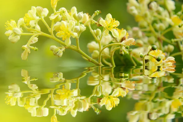 Fond de fleurs de printemps — Photo