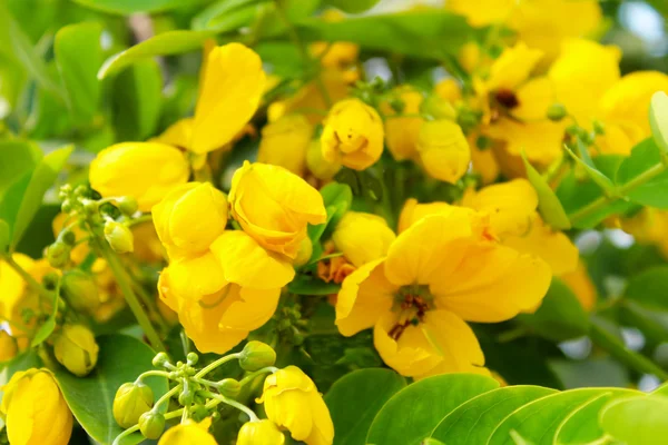 Beautiful yellow flowers — Stock Photo, Image