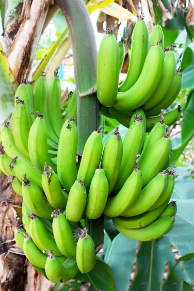 树上的一堆香蕉 — 图库照片