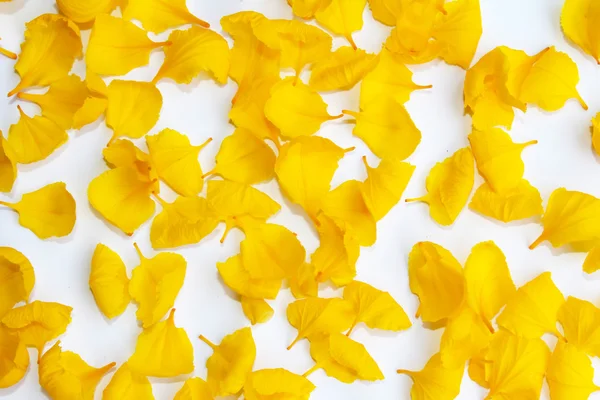 Petali gialli isolati su sfondo bianco — Foto Stock