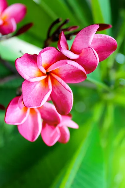 緑の背景にピンクの花 — ストック写真