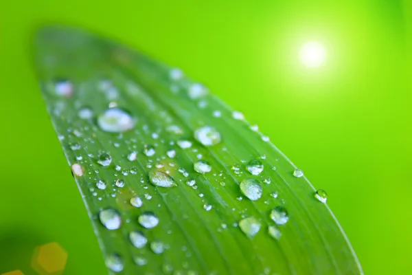 Gotas de orvalho em folhas — Fotografia de Stock