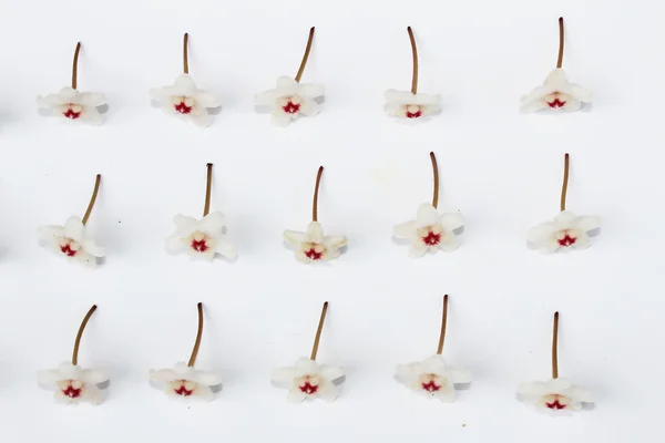 Beyaz arkaplanda izole edilmiş beyaz çiçek — Stok fotoğraf