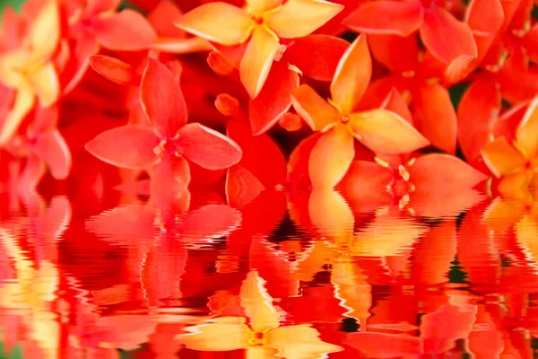 Red flower blooming — Stock Photo, Image