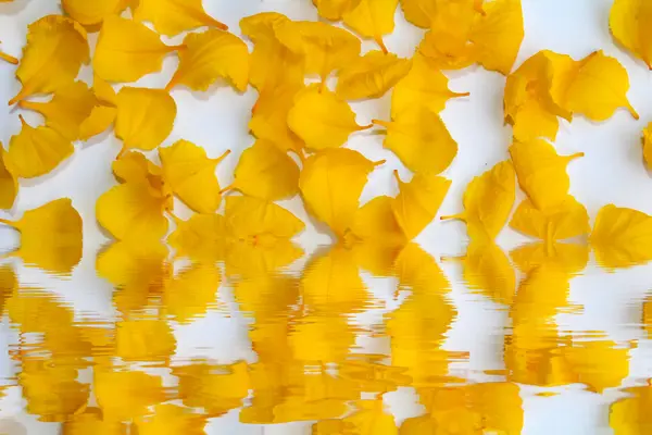 Yellow petals isolated on white background — Stock Photo, Image