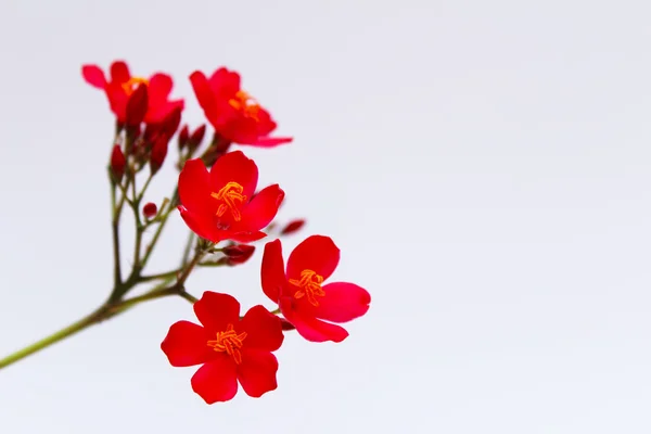 Flores rojas aisladas sobre fondo blanco — Foto de Stock