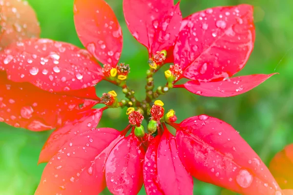 Rote Blume blüht — Stockfoto