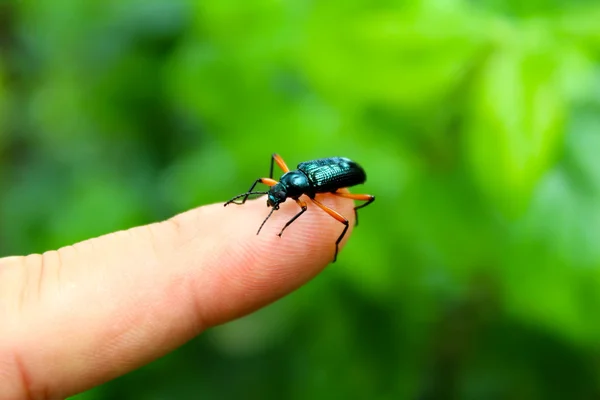 Mavi beetle seni parmağında — Stok fotoğraf