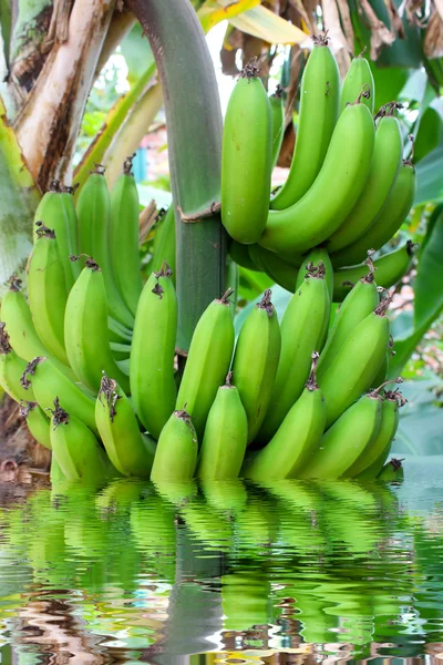 Куча бананов на дереве — стоковое фото