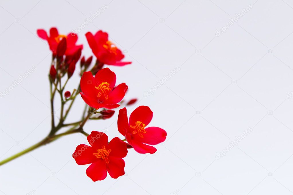 red flowers isolated on white background