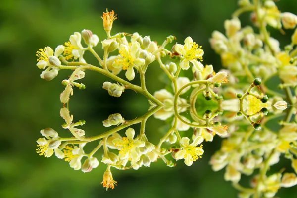 Fond de fleurs de printemps — Photo