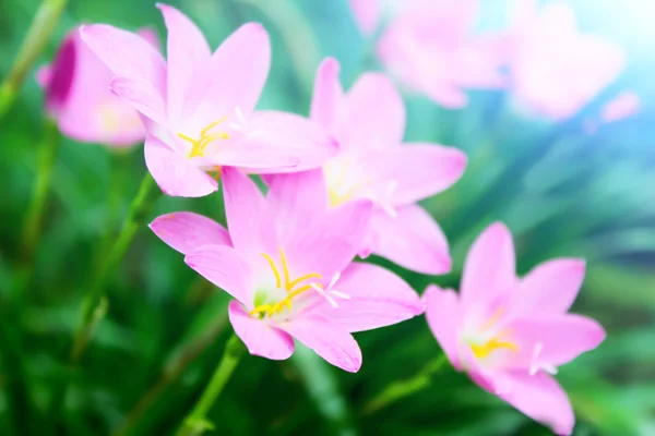 Mooie roze bloemen in de tuin — Stockfoto