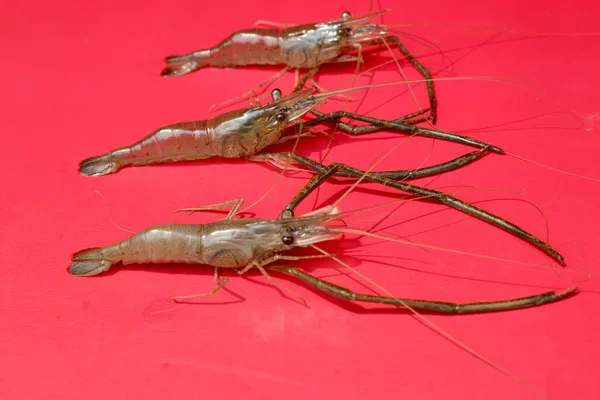 Crevettes fraîches — Photo