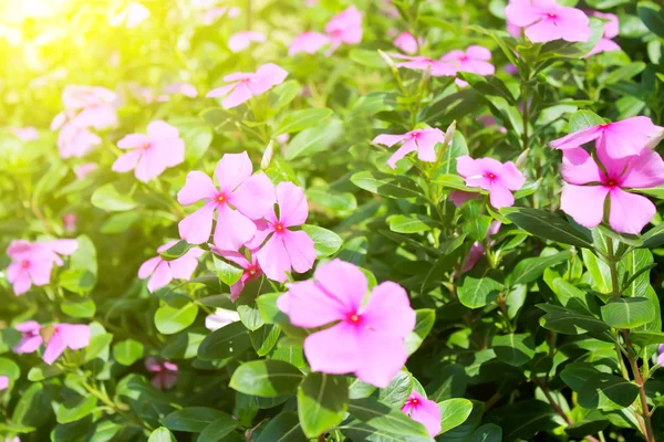 Beautiful pink flowers in the garden — Stock Photo, Image