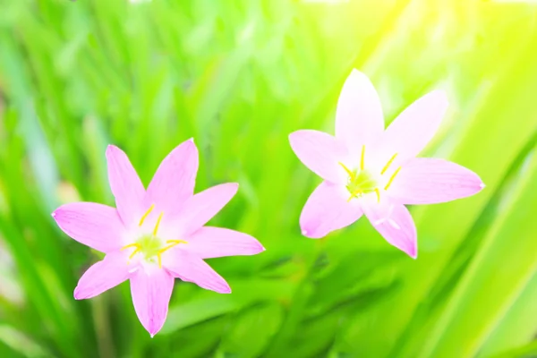 Mooie roze bloemen in de tuin — Stockfoto