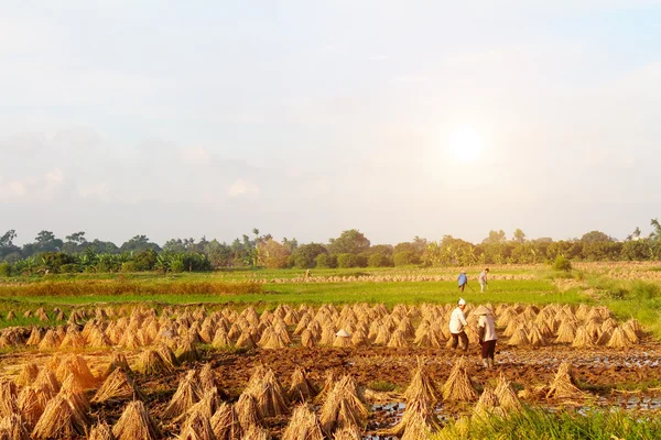 Vietnamesische Bauern graben für den Anbau von Reis — Stockfoto