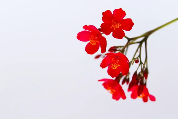 하얀 배경에 고립된 빨간 꽃들 로열티 프리 스톡 사진