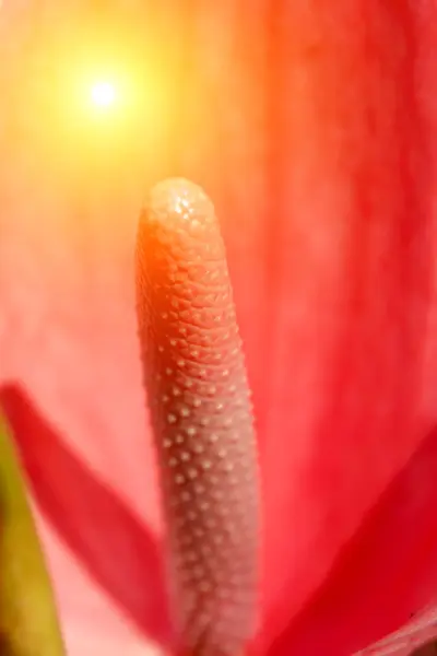 Rote Blume blüht — Stockfoto