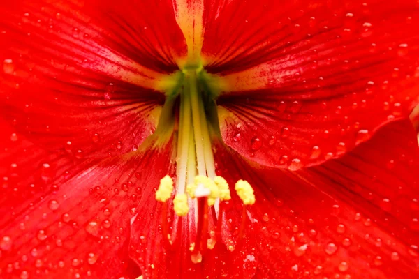 Vacker röd Lilja — Stockfoto