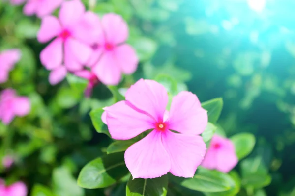 Beautiful pink flowers in the garden — Stock Photo, Image