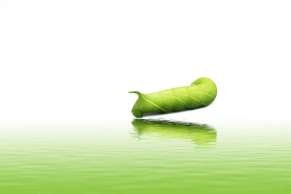 Un primer plano de la oruga verde —  Fotos de Stock